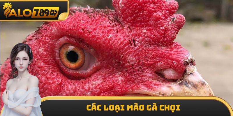 Các Loại Mào Gà Chọi ALO789 - Dấu Hiệu Phân Biệt Chi Tiết