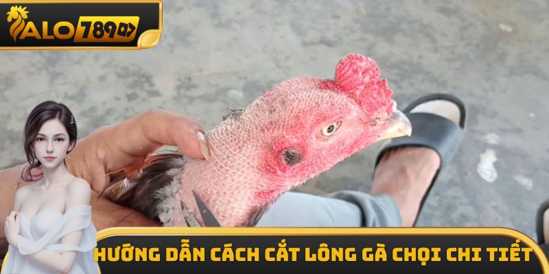 Hướng dẫn các bước cắt lông gà chọi chi tiết nhất 2025
