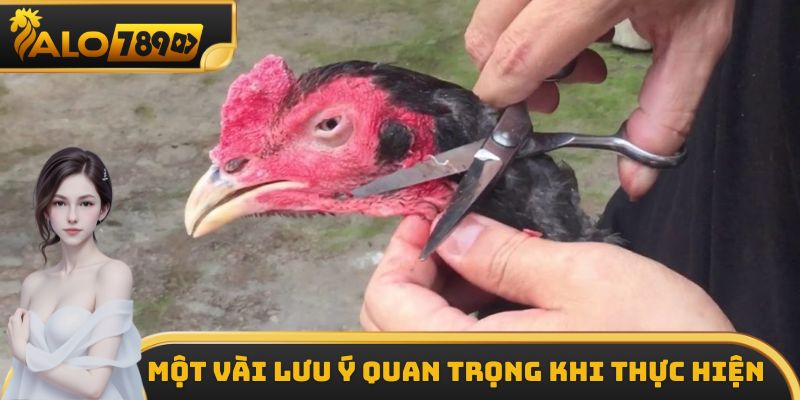 Một vài lưu ý khi áp dụng cách cắt lông gà chọi