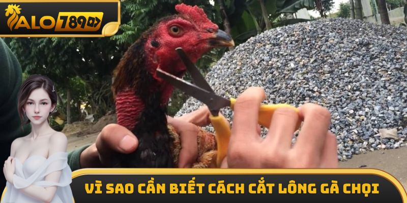 Cách cắt lông gà chọi có vai trò vô cùng quan trọng