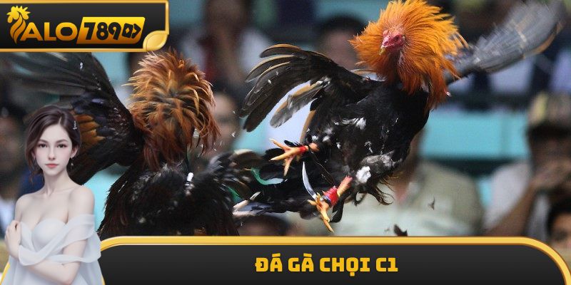 Đá Gà Chọi C1 ALO789 - Tìm Hiểu Về Sân Chơi Đỉnh Cao