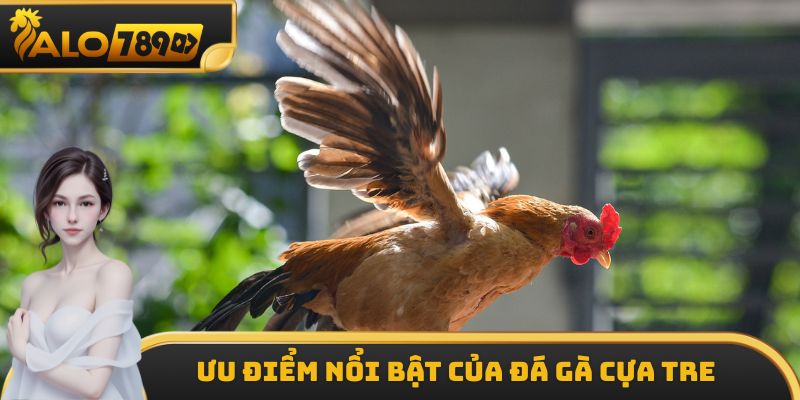 Những ưu điểm của loại hình đá gà tre tại ALO789