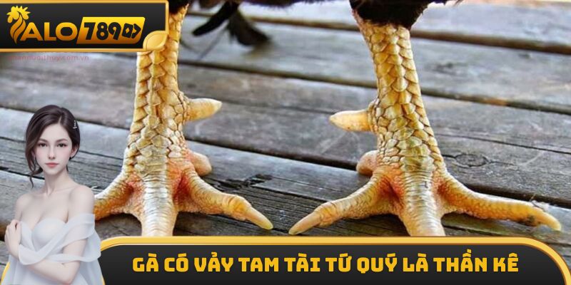 Chiến kê có vảy tam tài tứ quý là thần kê