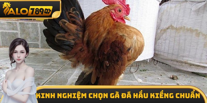 Kinh nghiệm lựa chọn gà đá hầu kiềng chi tiết nhất hiện nay