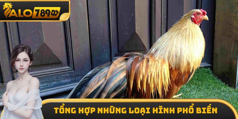 Những loại hình gà đá hầu kiềng phổ biến hàng đầu hiện nay