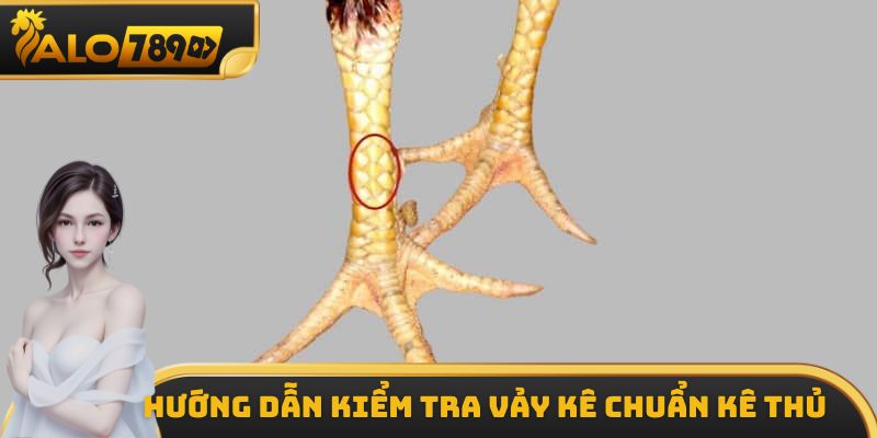Hướng dẫn kiểm tra vảy gà chuẩn kê thủ