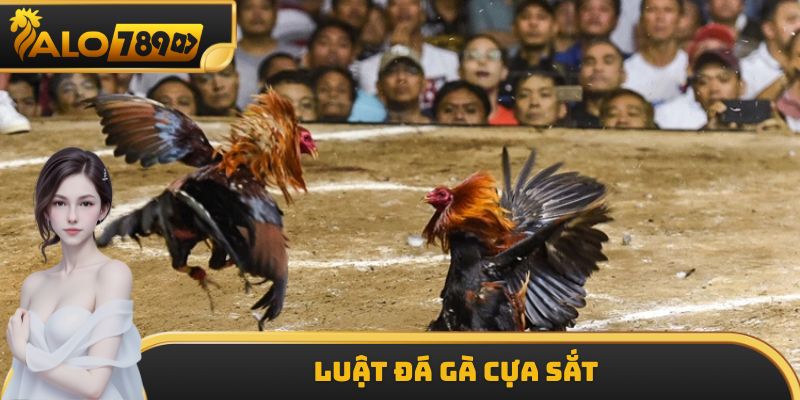 Luật Đá Gà Cựa Sắt - Những Quy Định Cực Kỳ Quan Trọng