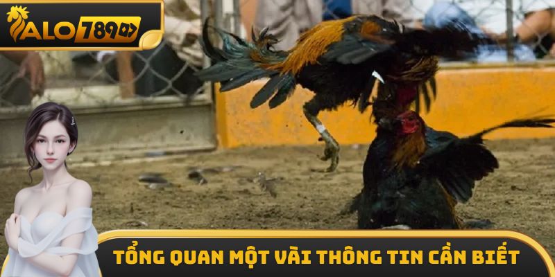Tổng quan thông tin về luật đá gà cựa sắt cho ai chưa biết
