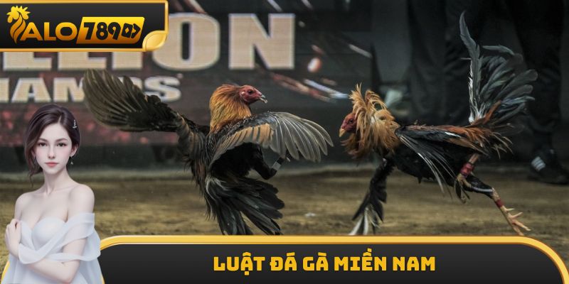 Luật Đá Gà Miền Nam - Trọn Bộ Quy Tắc Quan Trọng Nhất