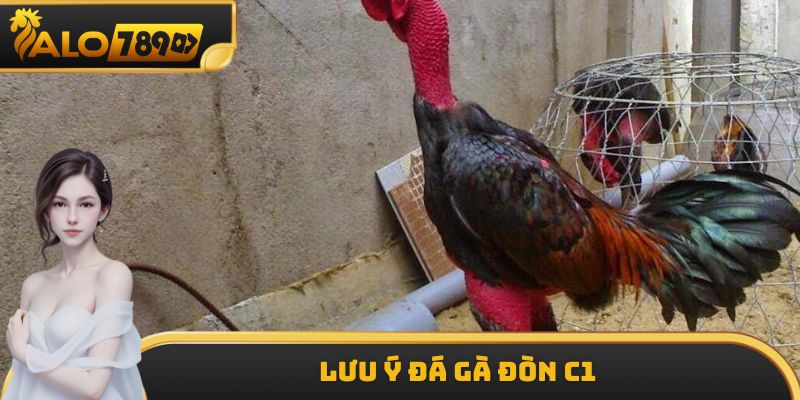 Lưu ý đá gà đòn C1