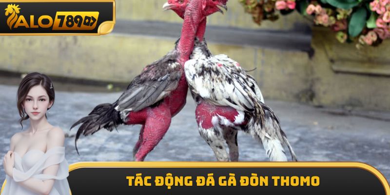 Tác động của đá gà đòn Thomo