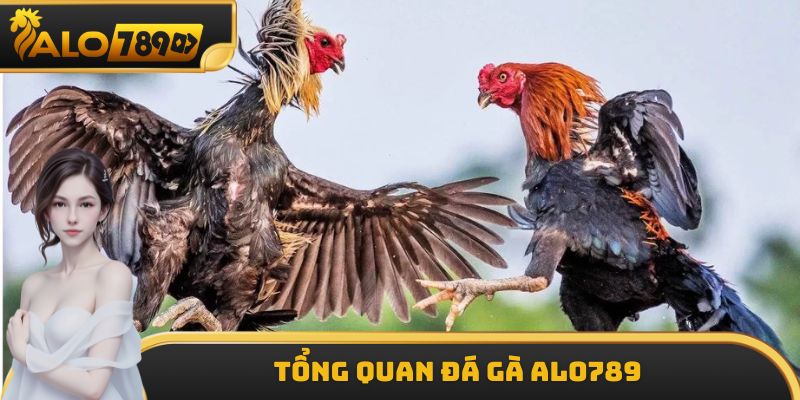 Tổng quan đá gà ALO789