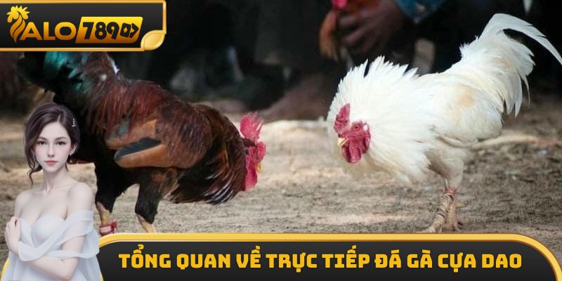 Một vài thông tin cần biết về trực tiếp đá gà cựa dao