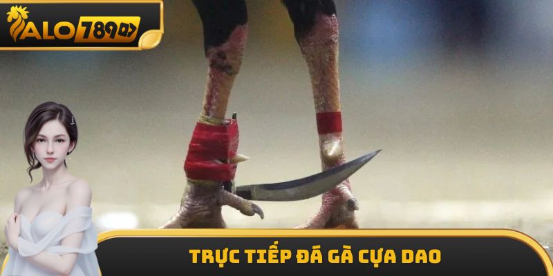 Trực Tiếp Đá Gà Cựa Dao - Loại Hình Giải Trí Vô Cùng Hấp Dẫn