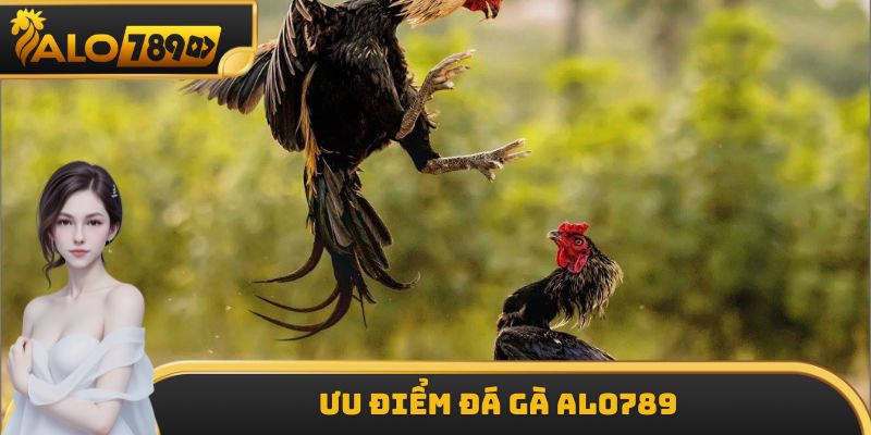 Ưu điểm đá gà ALO789