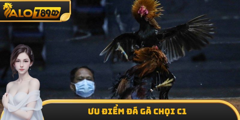 Ưu điểm đá gà chọi C1