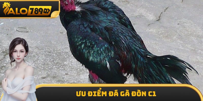 Ưu điểm đá gà đòn C1