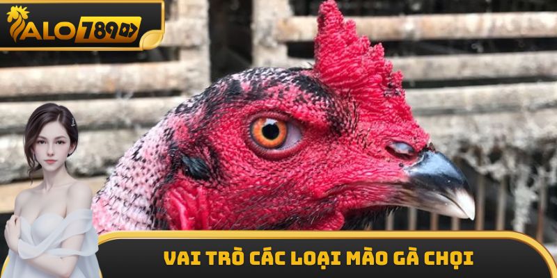 Vai trò các loại mào gà chọi